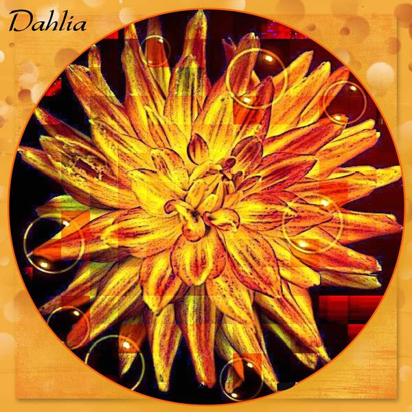 dahlia de feu