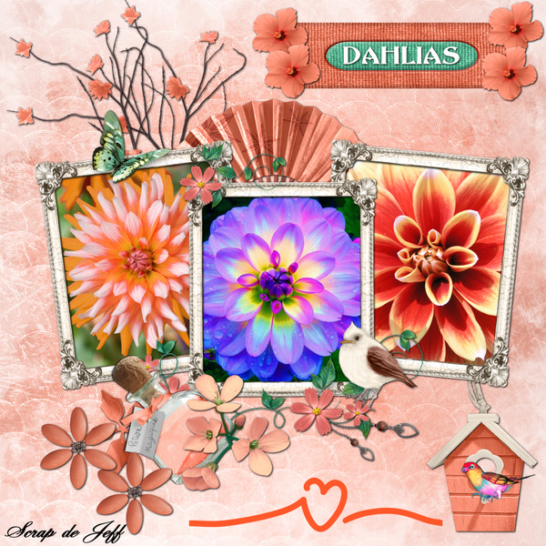 Dahlias