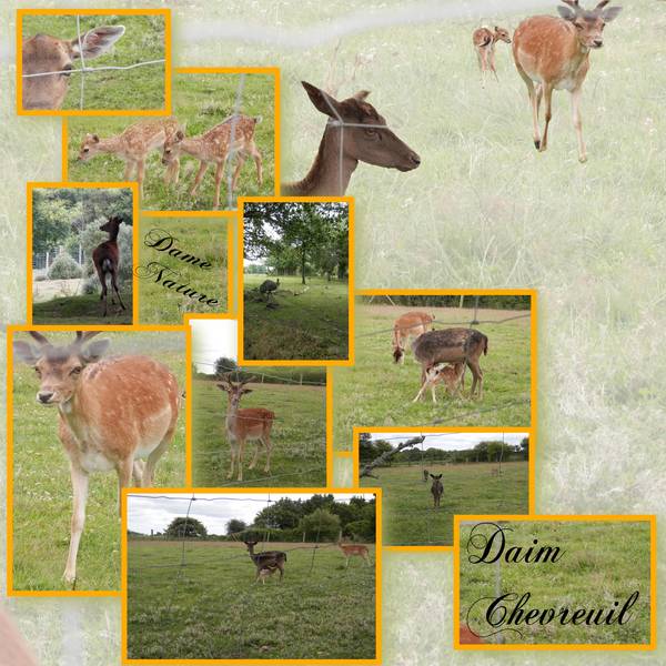 daim et chevreuil