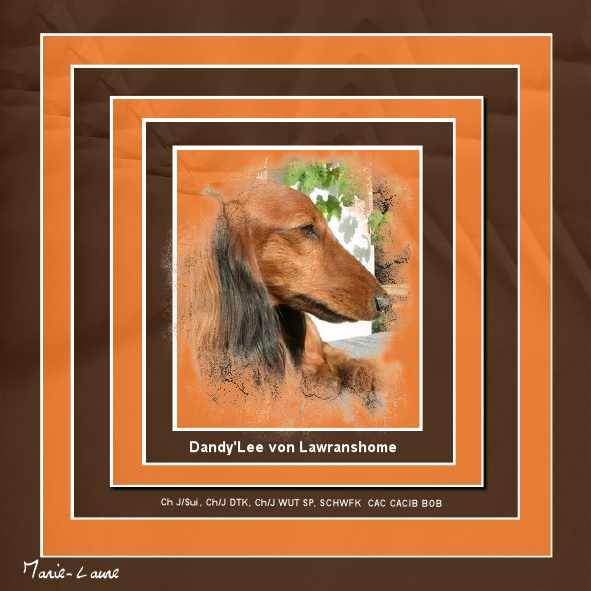 Dandy'Lee von Lawranshome  (profil de tête)