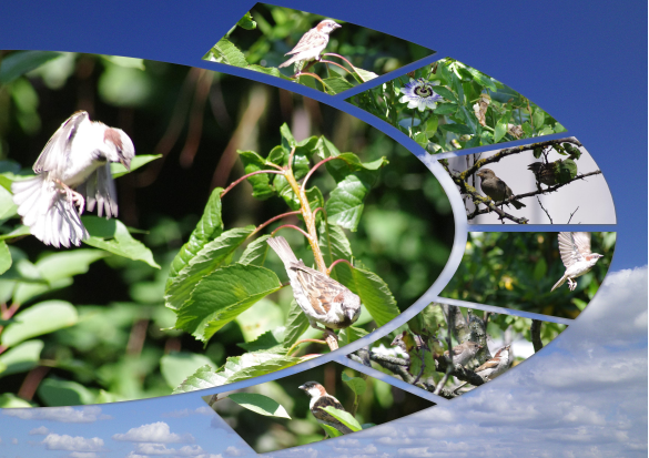 dans je jardin, l'été dernier
