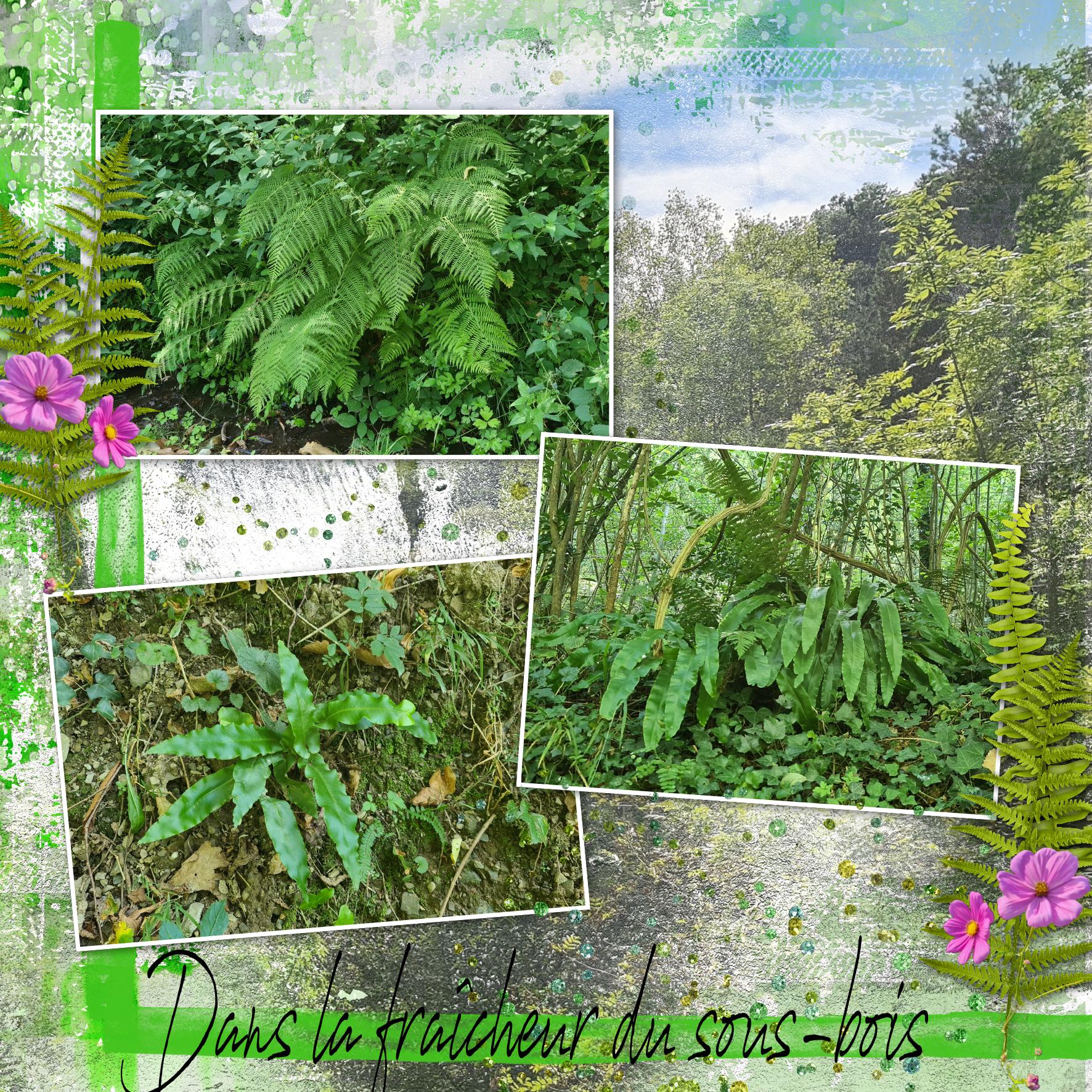 dans la fraicheur du sous bois 2023.jpg