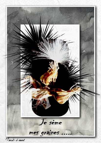 Dans la série pissenlits .....