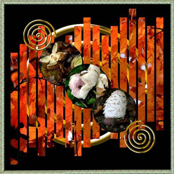 Dans les bois, les champignons jouent à cache-cache