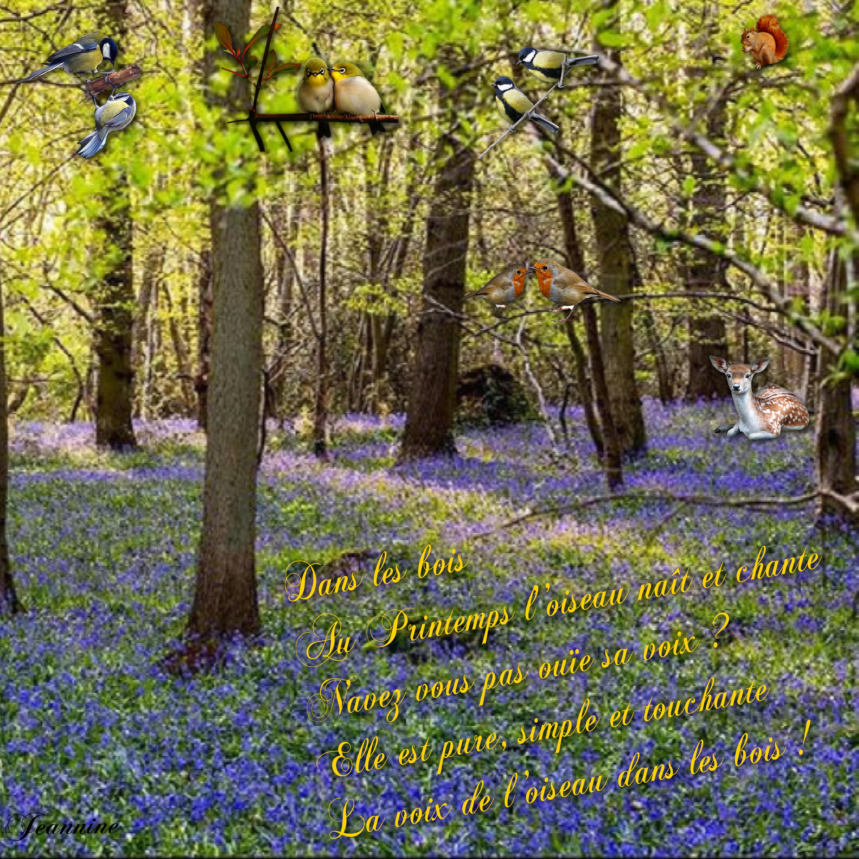 Dans les bois_challenge poésie Jeannine.jpg