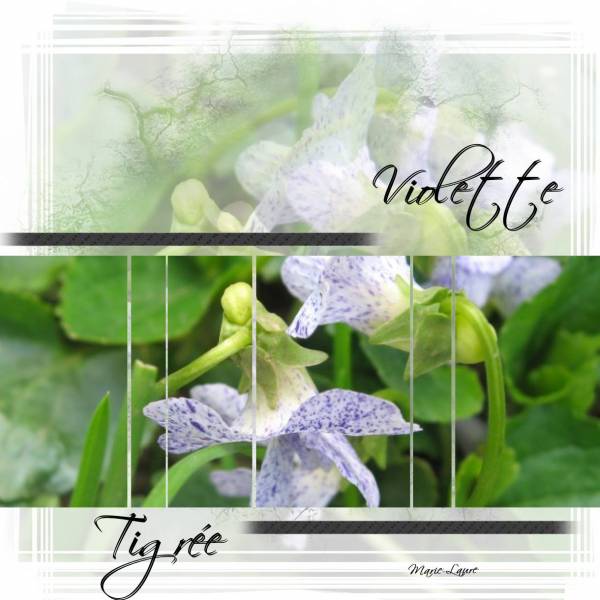 Dans mon jardin .... De drôles de petites violettes ...