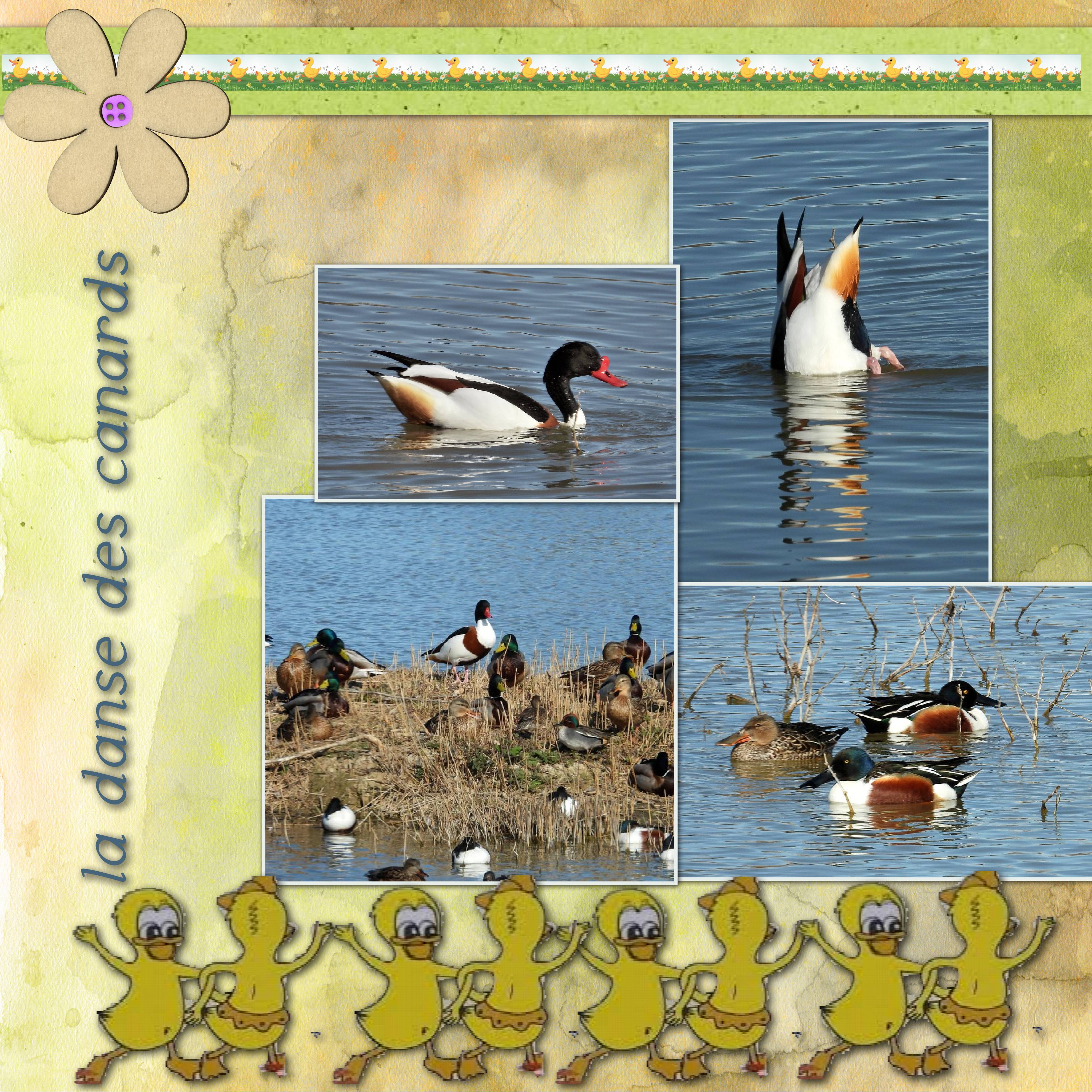 danse des canards.jpg