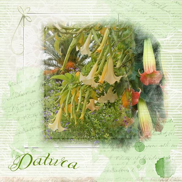 Datura2