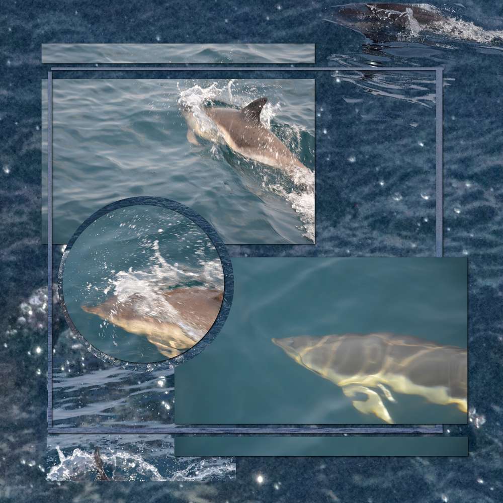 DAUPHINS OU MARSOUINS