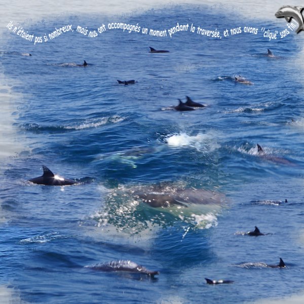 dauphins
