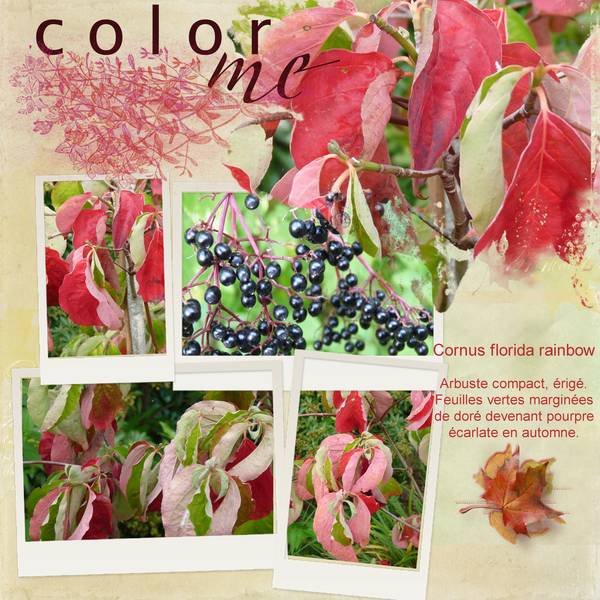 Début d'automne dans mon jardin...