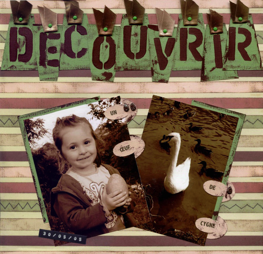 découvrir cygne