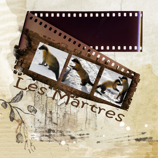 Défi 15 Pellicule photo