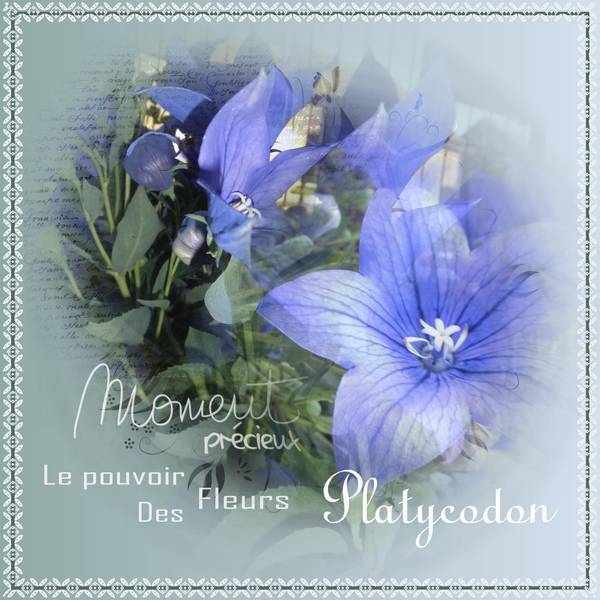 DEFI 2 de PIQUE - PLATYCODON