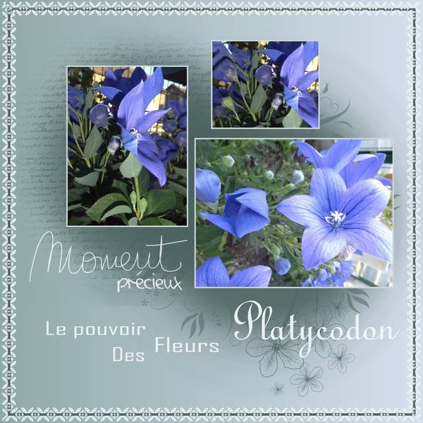 DEFI 2 de PIQUE - PLATYCODON