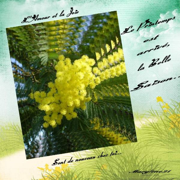 Défi ALISELLE - MIMOSA