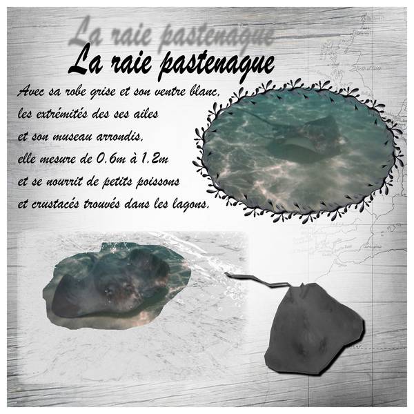 Défi aminaux insolites de Petiote