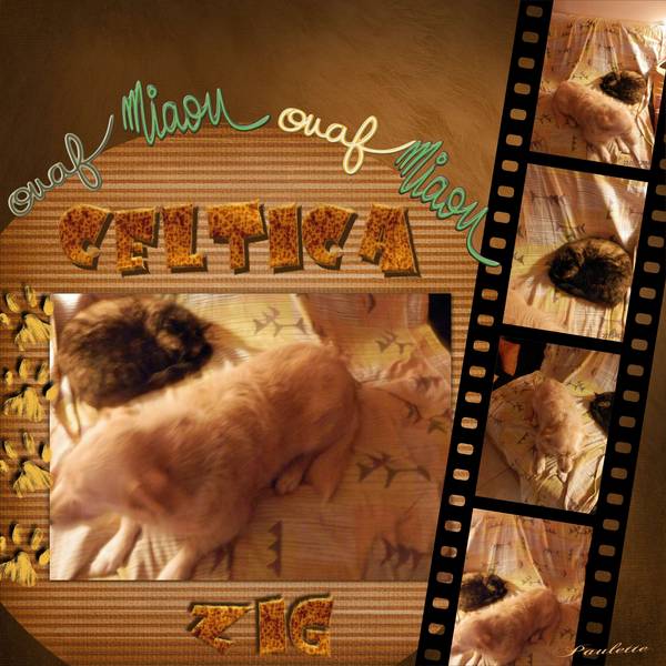 défi animaux de compagnie