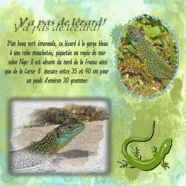 défi animaux (insolites)