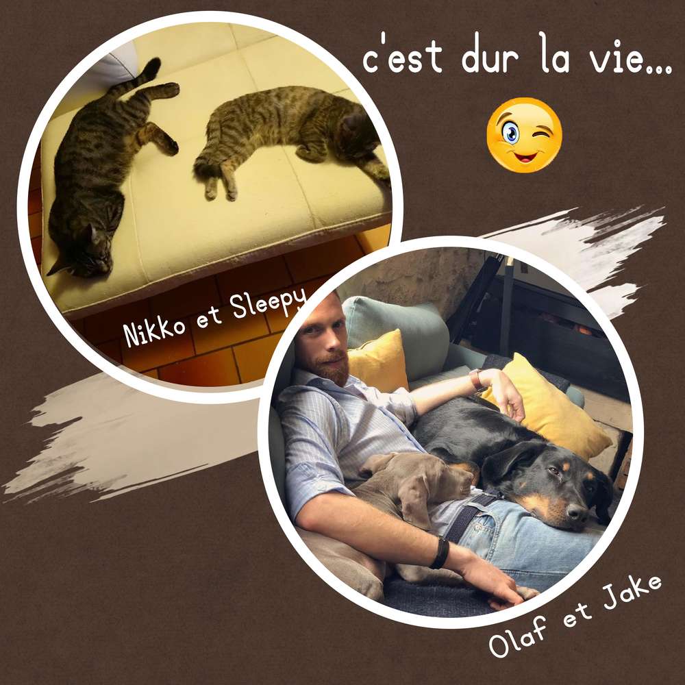 défi avril : animaux