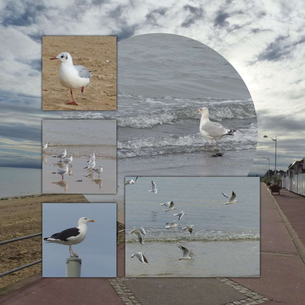 défi avril : oiseaux