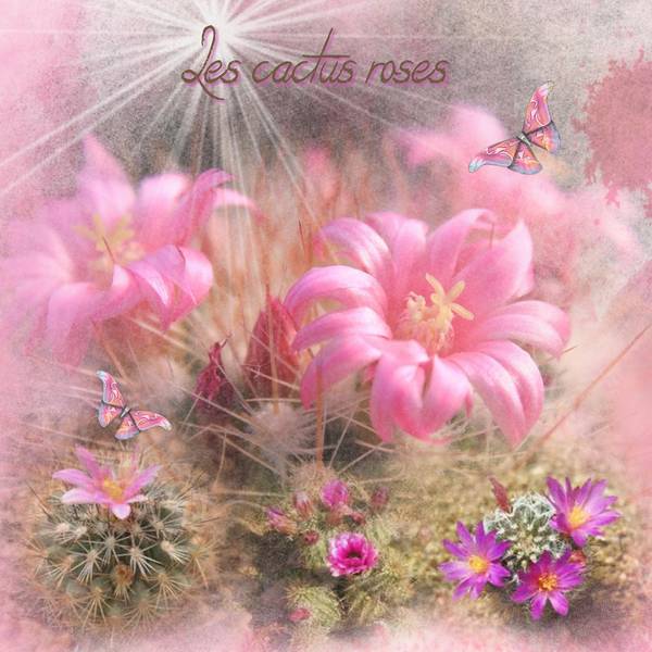 défi bouvier cactus