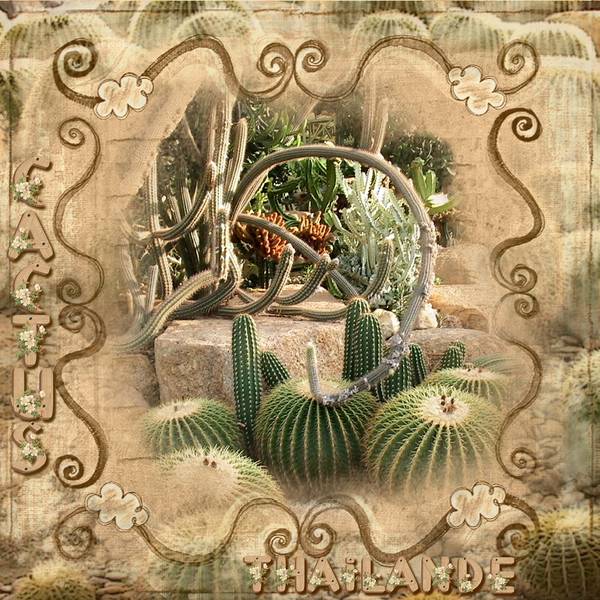 DEFI CACTUS S. 40 DE LAURETTE