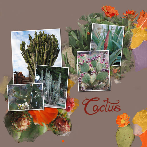 Defi cactus