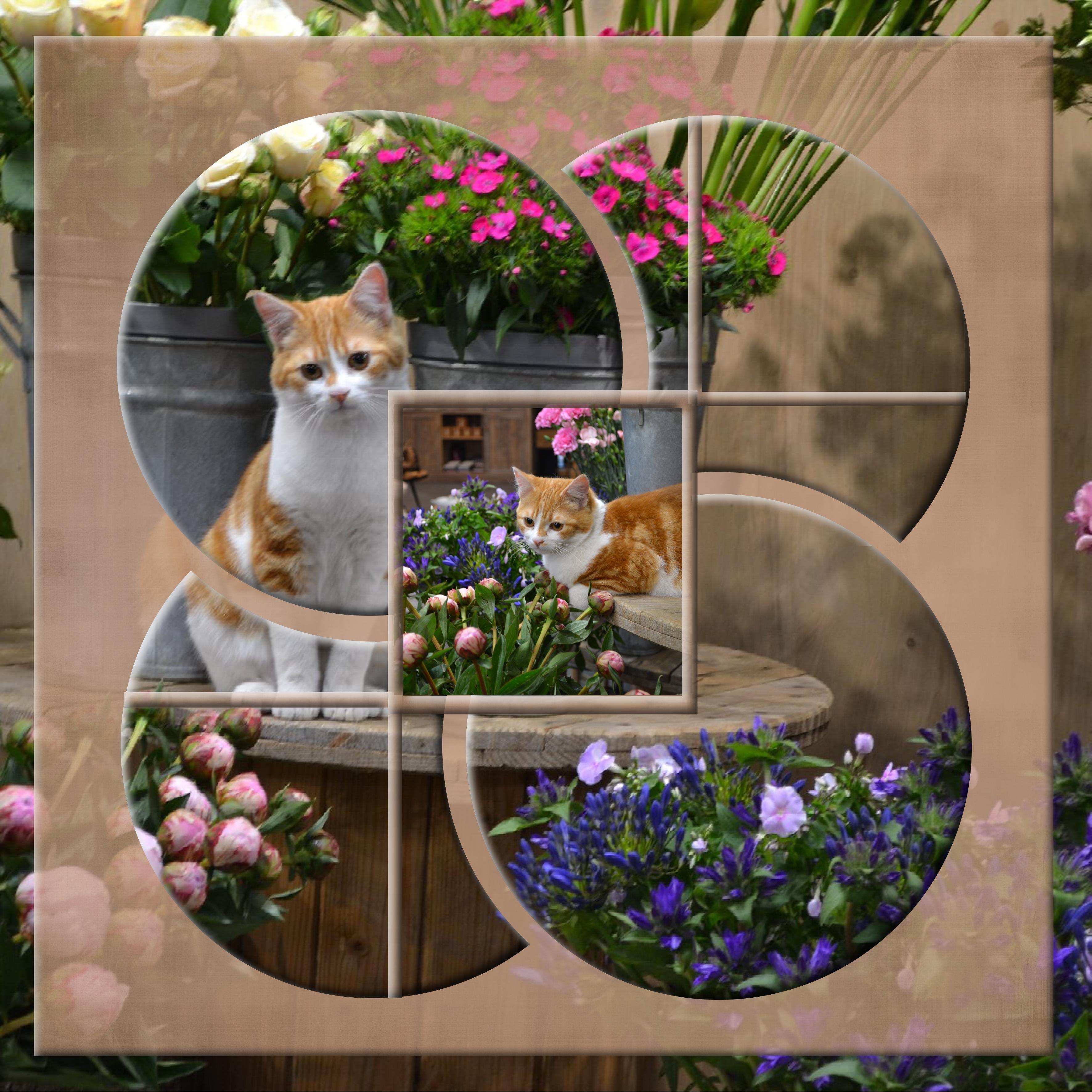 défi cadre didierb (2)