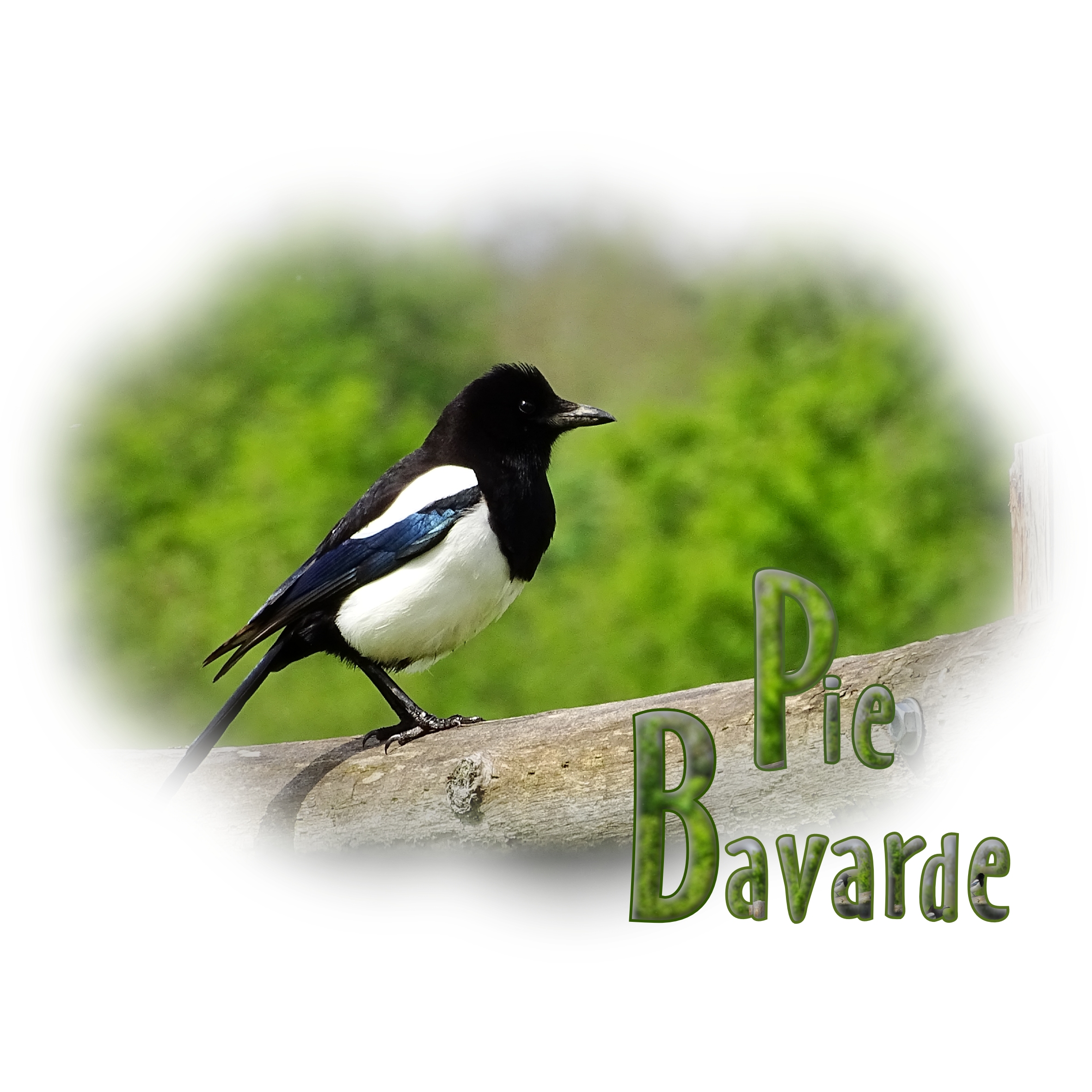 Défi clean Marie-Rose