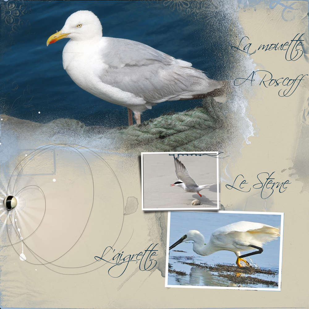 Défi Corinne - oiseaux de mer