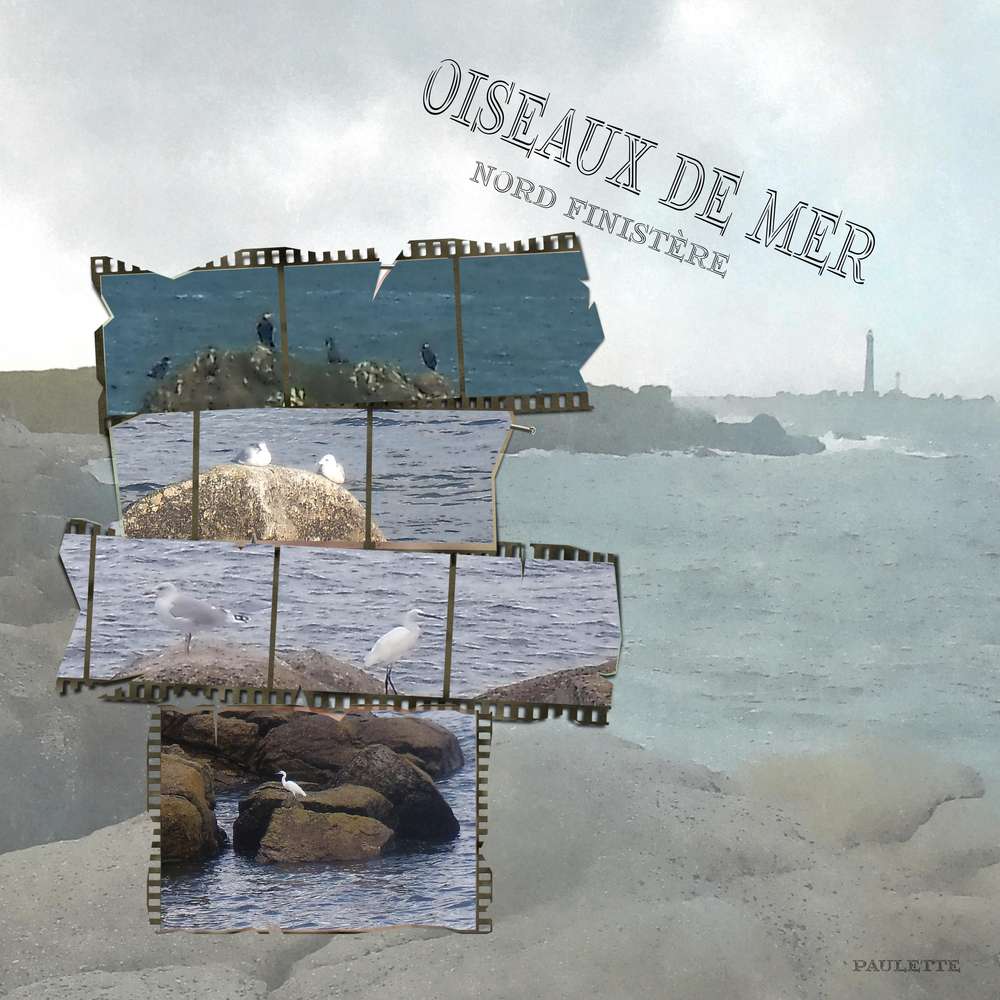 defi corinne oiseaux de mer