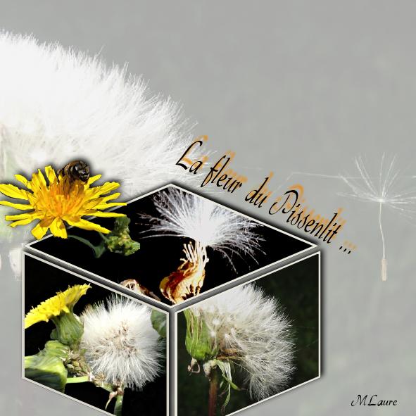 Défi cube Moyson  Les fleurs de pissenlit