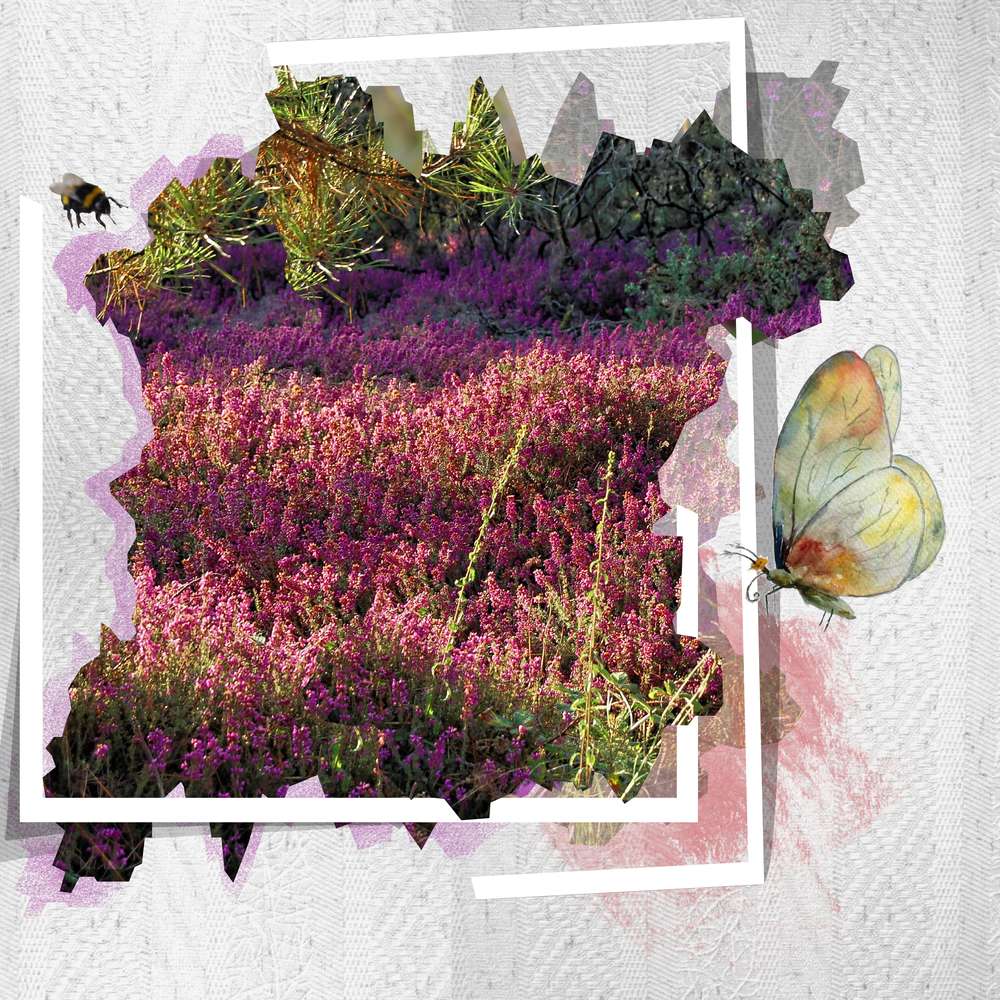 défi d'Aliselle ... du mois dernier