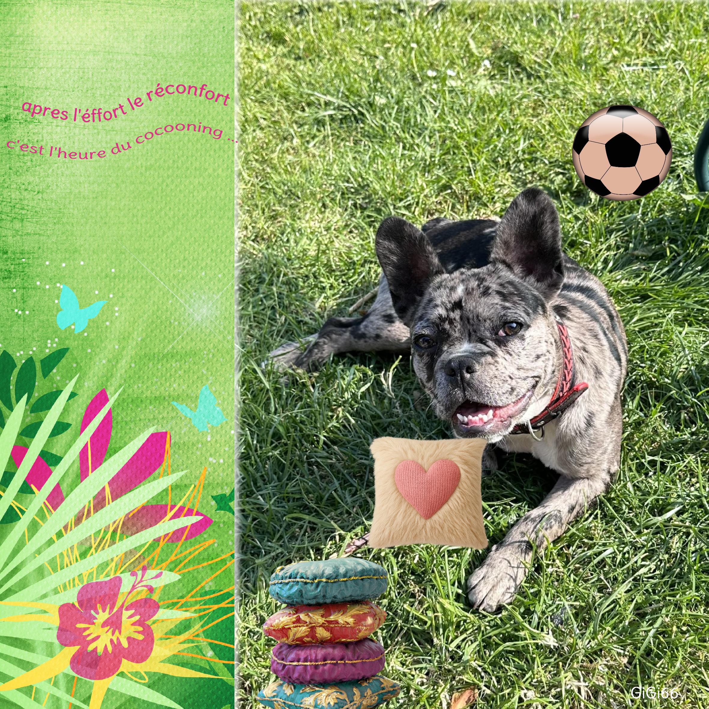 defi du vendre de Lili   le chien .jpg