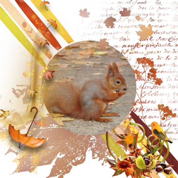 defi-ecureuil-ma page