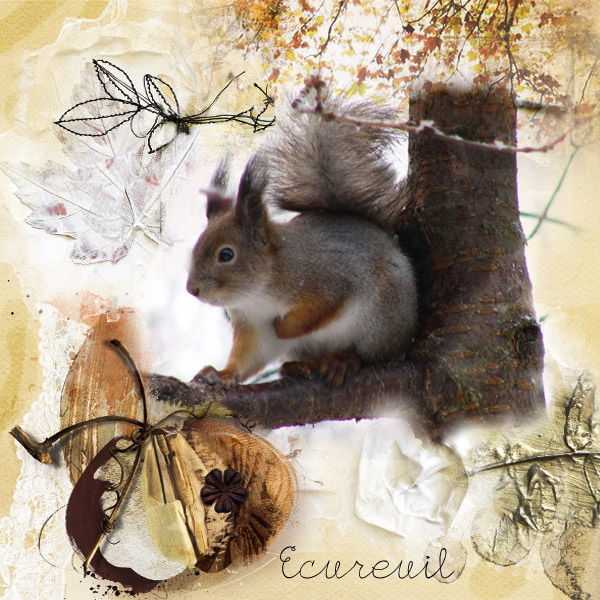 Defi écureuil