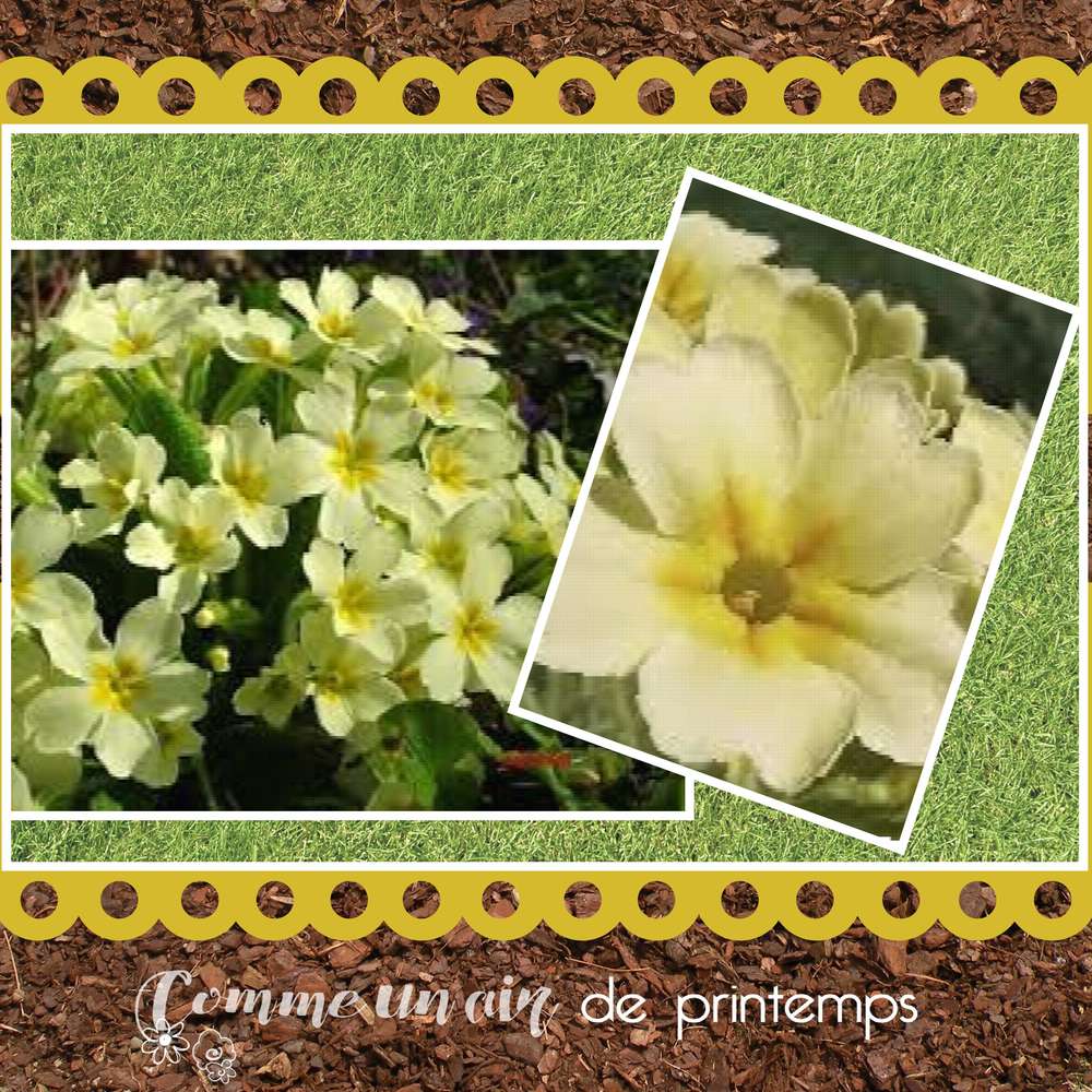 défi GieCat printemps