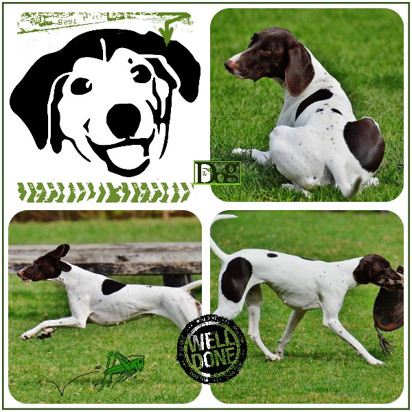 Défi Giecat Template