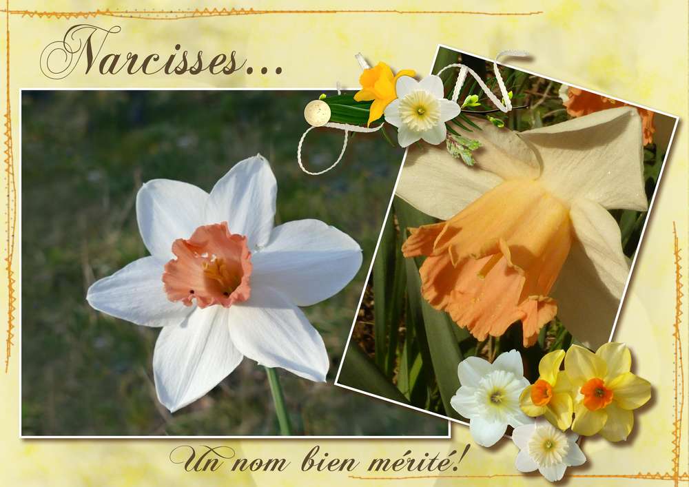 Défi Giecat template