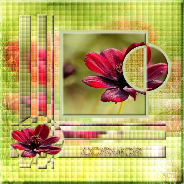 défi gilberte cosmos pourpre