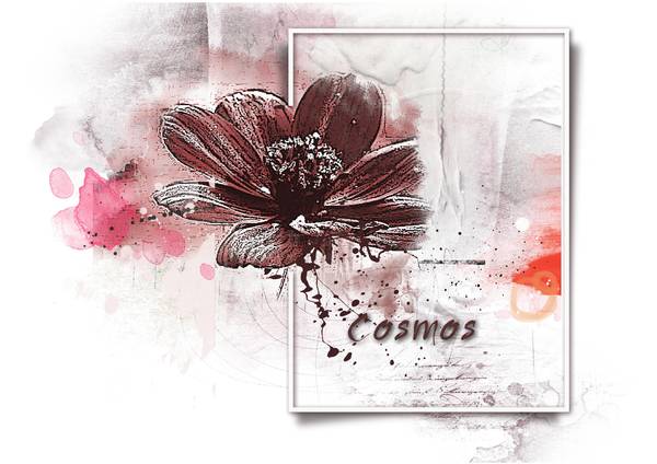 Défi Gilberte - Photo proposée COSMOS 2