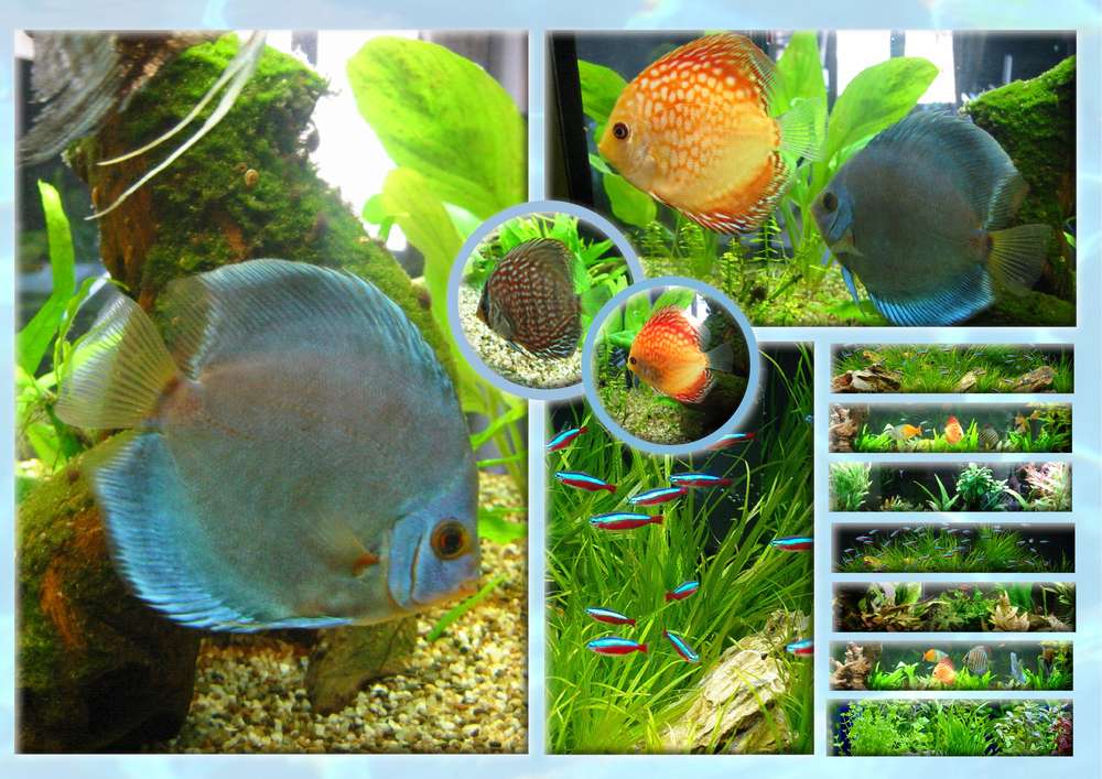 défi Gilberte - poissons