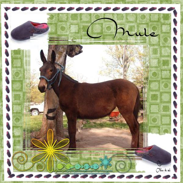 défi homonyme  "max"