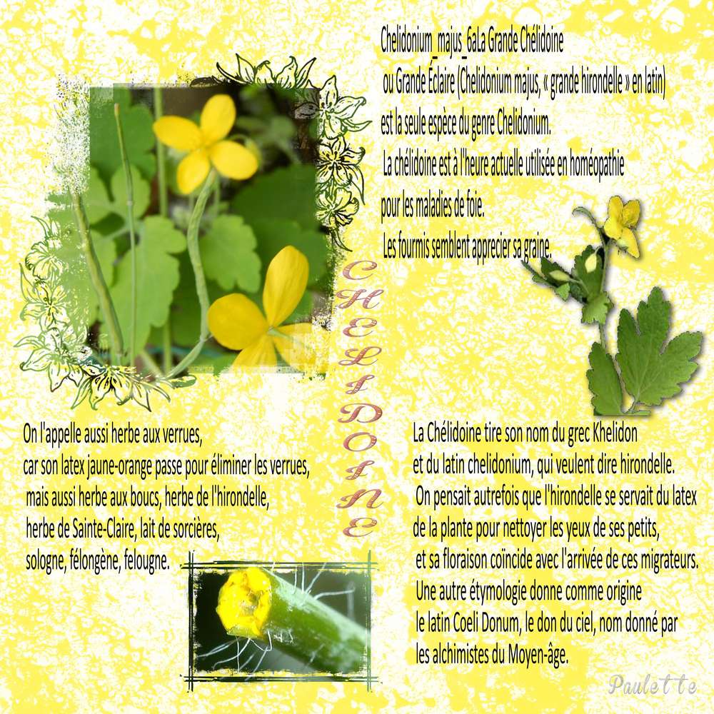 defi juin 2016 Marie Rose