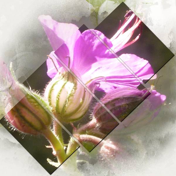 Défi Karine 4 rectangles et Défi Max transparence