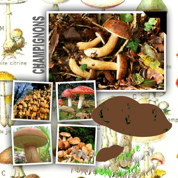 Défi Kinouliline Champignon