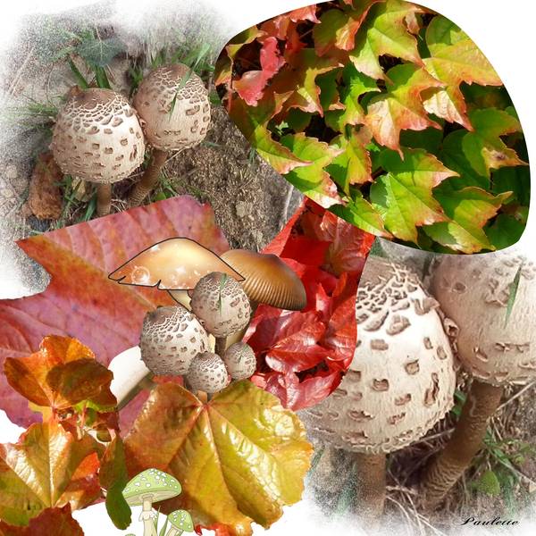 defi kinouliline champignon