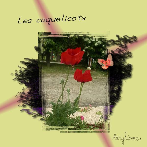 DEFI KINOULILINE - LES COQUELICOTS