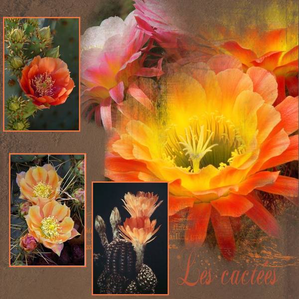 Défi Laurette - cactées.